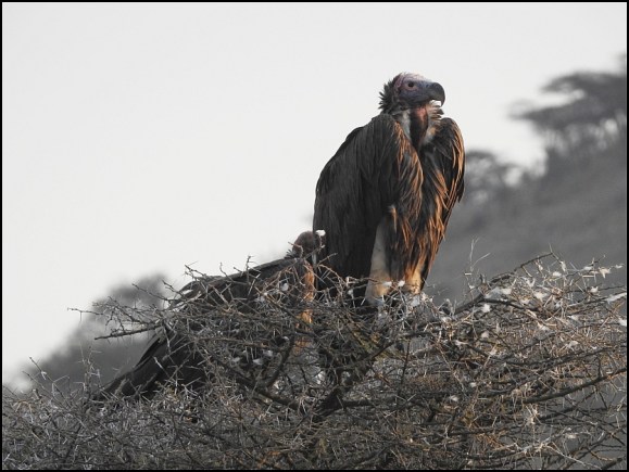 Lappet-faced Vulture