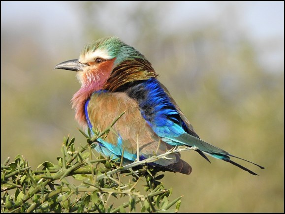 Lilac-breasted Roller