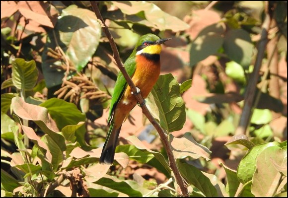 Little Bee-eater