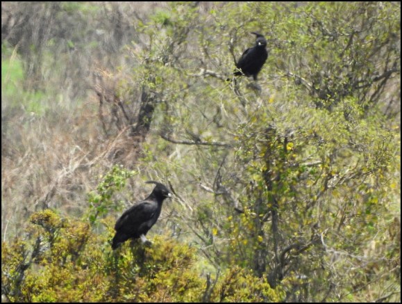 Long-crested Eagles