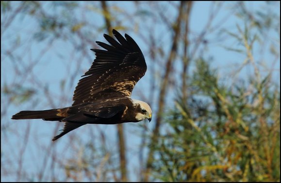 Marsh Harrier 101119