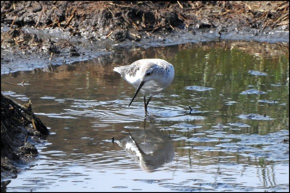 Marsh Sandpiper