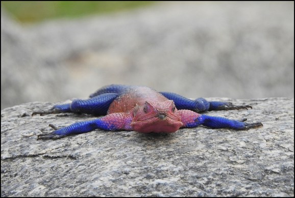 Mwanza Flat-headed Rock Agama