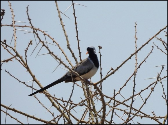 Namaqua Dove