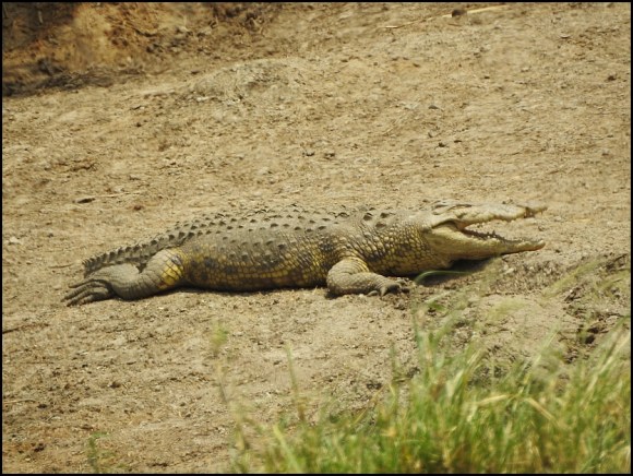 Nile Crocodile