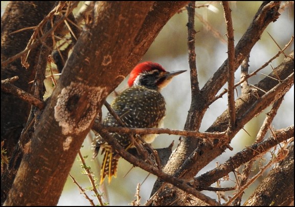 Nubian Woodpecker