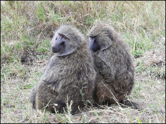 Olive Baboons