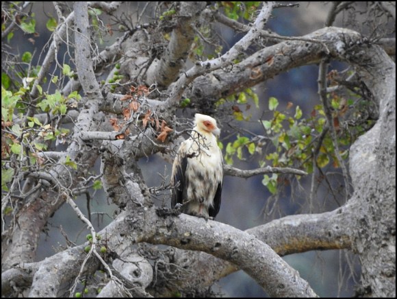 Palm-nut Vulture