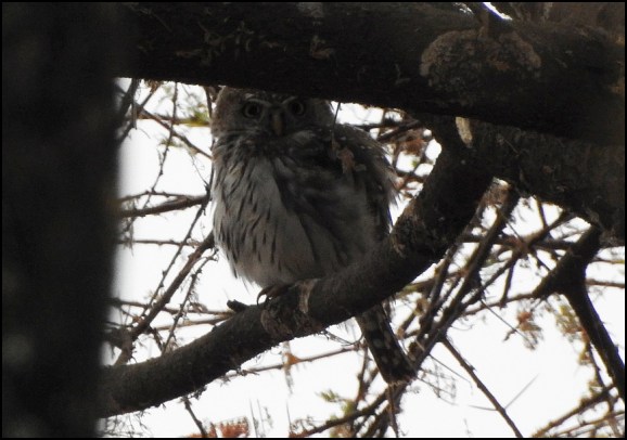 Pearl-spotted Owlet