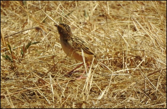 Pectoral-patch Cisticola
