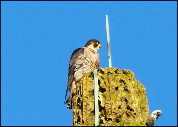Peregrine 271119