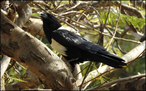 Pied Crow
