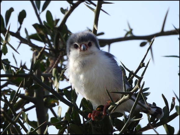 Pygmy Falcon