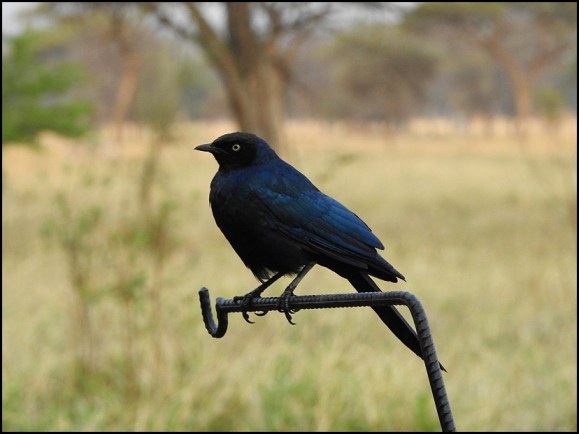 Rüppell's Long-tailed Starling