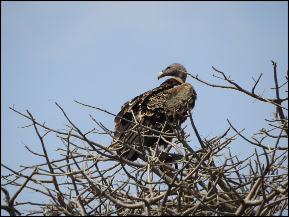 Rüppell's Vulture