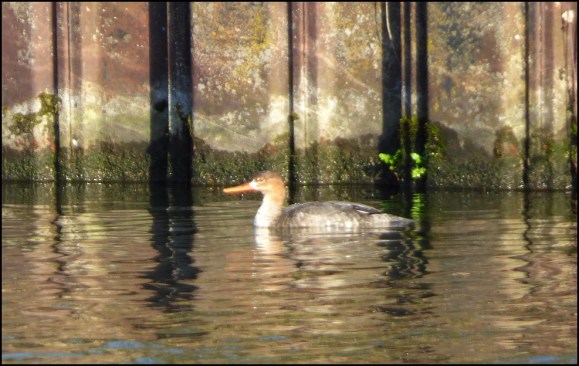 Red-breasted Merganser 101119