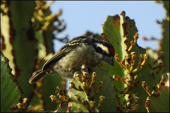 Red-fronted Barbet