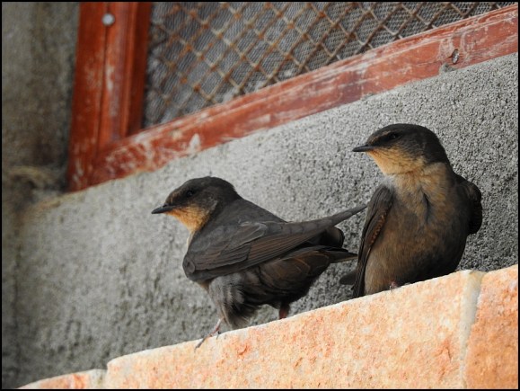 Rock Martins