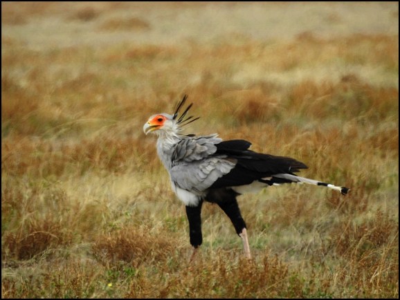 Secretary Bird