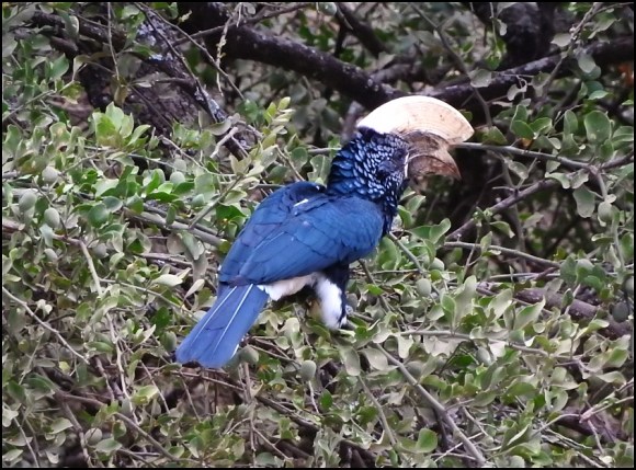 Silvery-cheeked Hornbill