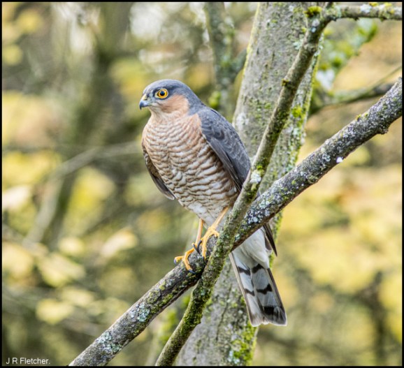 Sparrowhawk 181119