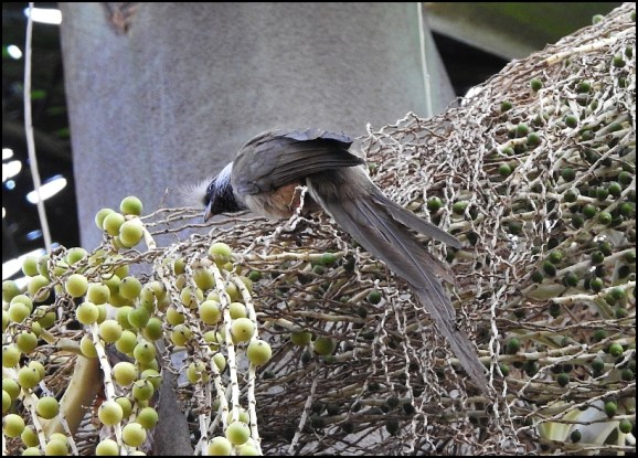 Speckled Mousebird