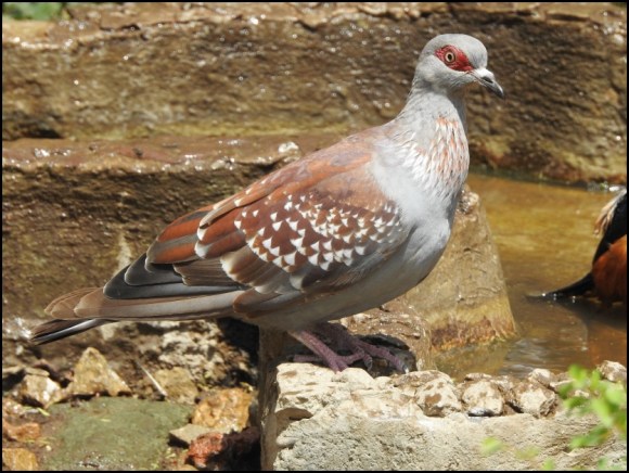 Speckled Pigeon
