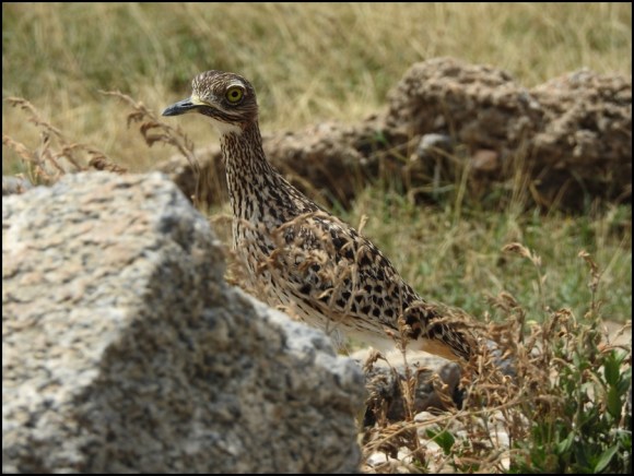Spotted Thick-Knee