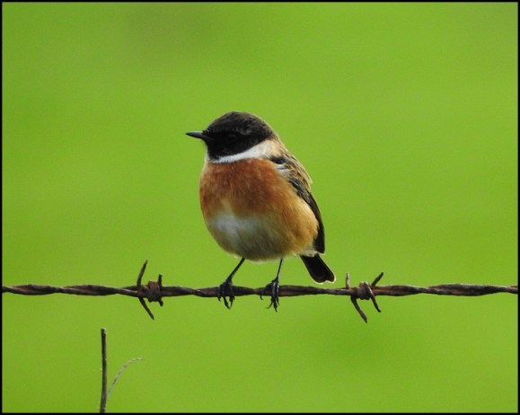 Stonechat 081119