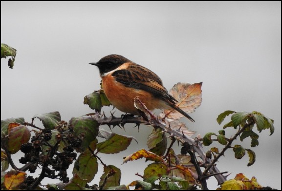 Stonechat 151119
