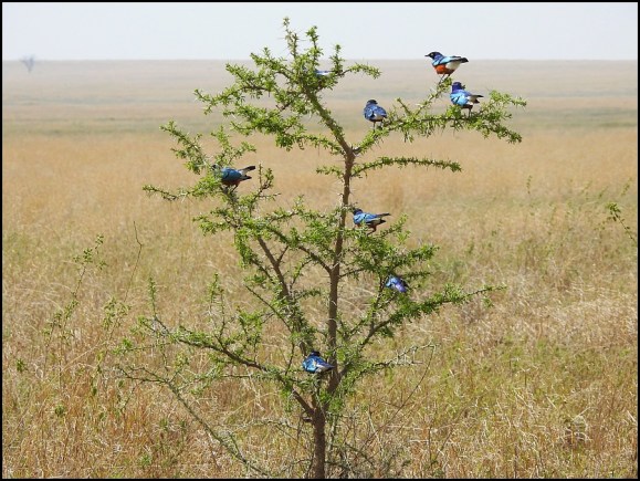 Tanzanian Christmas Tree