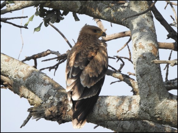 Tawny Eagle