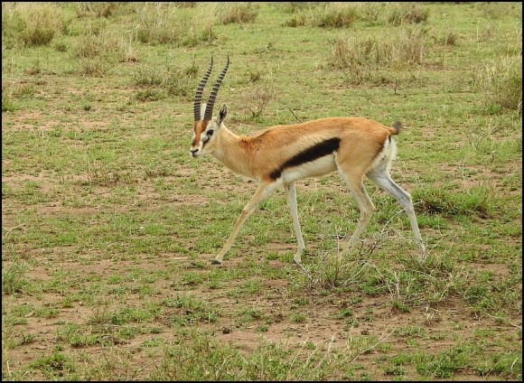 Thomson's Gazelle