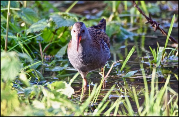 Water Rail 101119