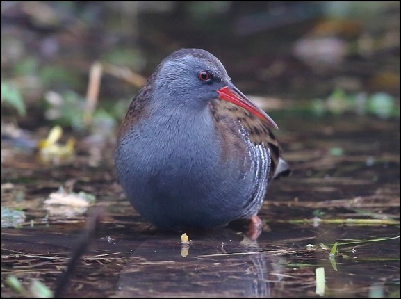 Water Rail 241119