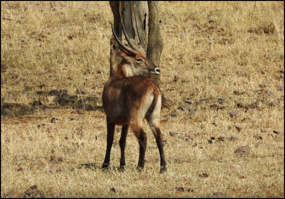 Waterbuck Defassa race