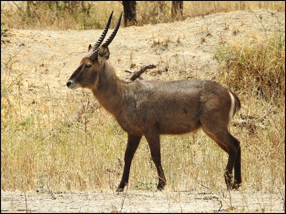 Waterbuck
