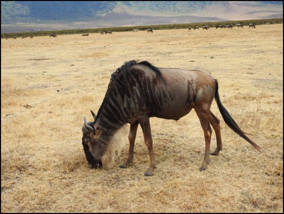 Western White-bearded Wildebeest