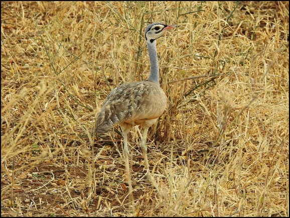 White-bellied Bustard