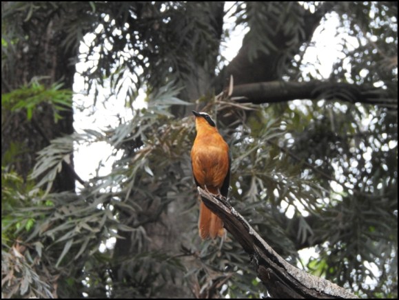 White-browed Robin Chat
