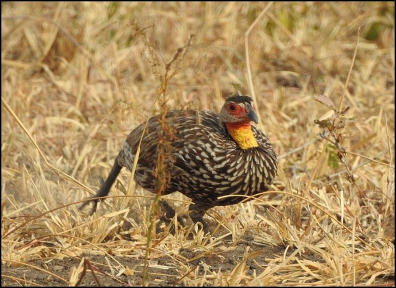 Yellow-necked Spurfowl
