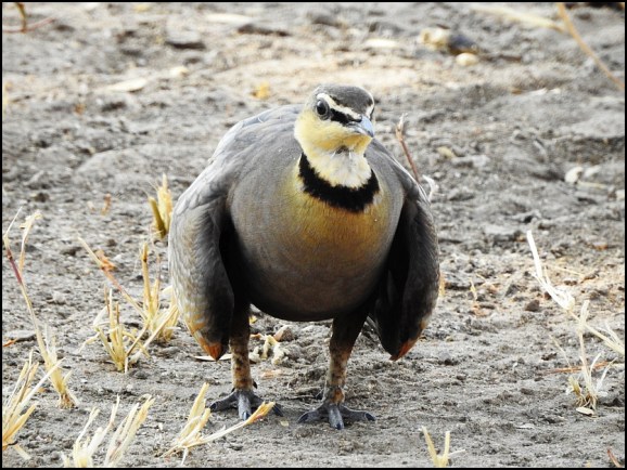 Yellow-throated Sandgrouse