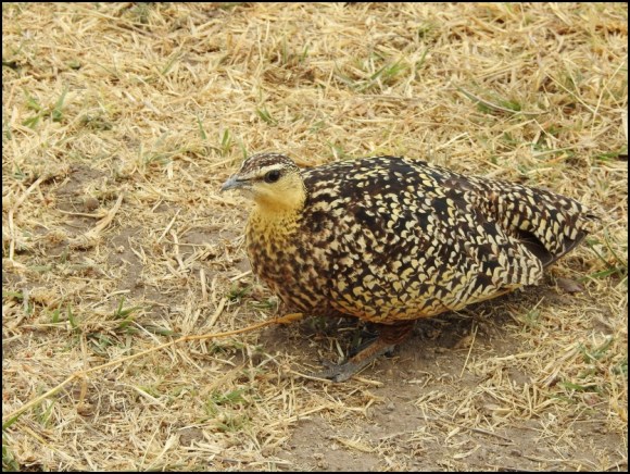 Yellow-throated Sandgrouse female