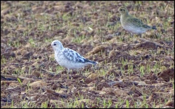 Albino Golden Plover 041219