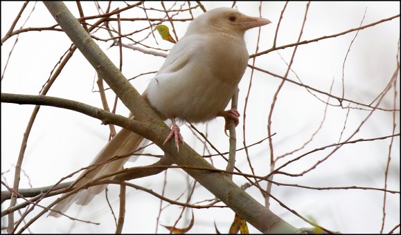 Albino Magpie 071219