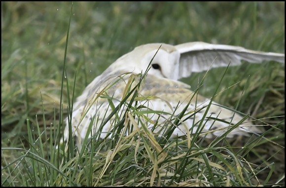 Barn Owl 301219