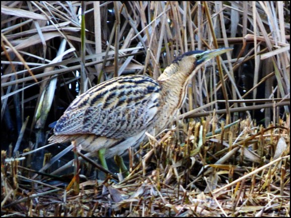 Bittern 031219