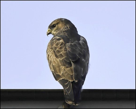 Buzzard 231219.jpg