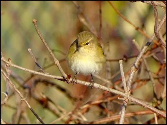 Chiffchaff 041219