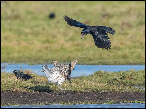 Curlew &amp; Rook 081219
